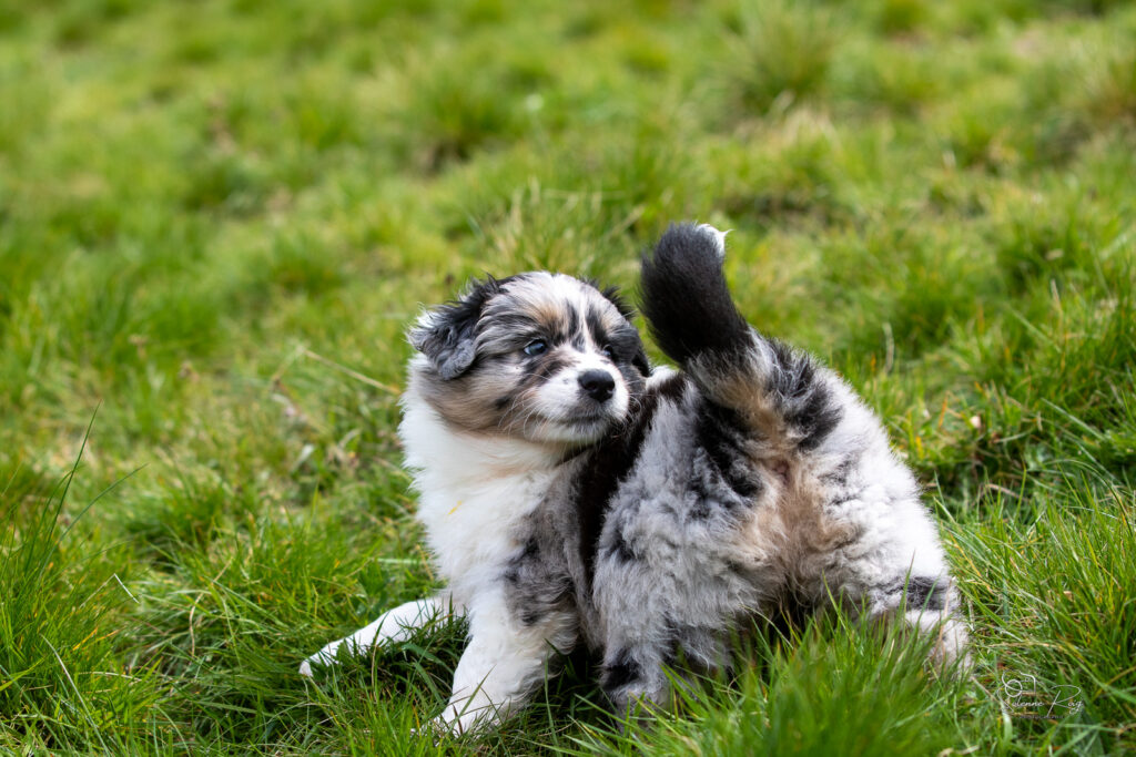 Chiot berger australien bleu merle 5,5 semaines