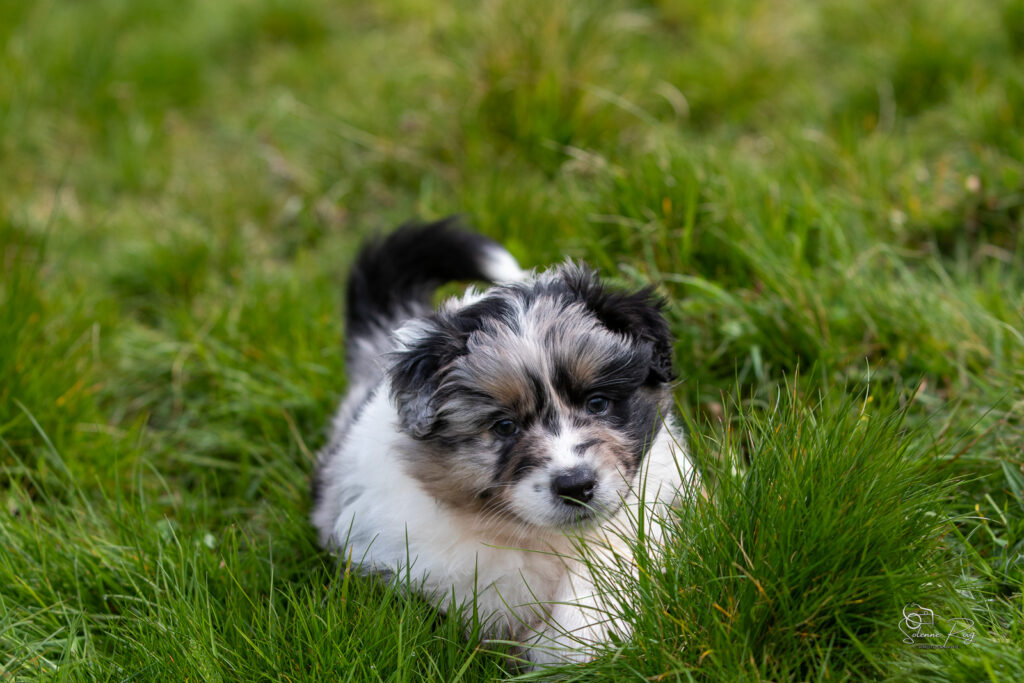 Chiot berger australien bleu merle 5,5 semaines