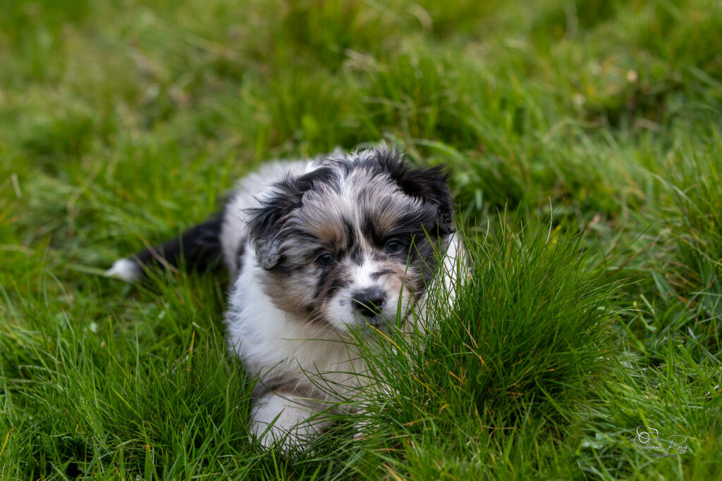Chiot berger australien bleu merle 5,5 semaines