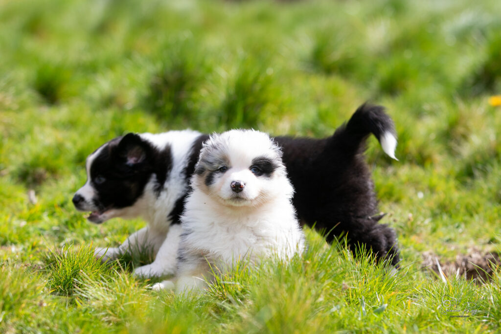 Chiot berger australien bleu merle 5,5 semaines