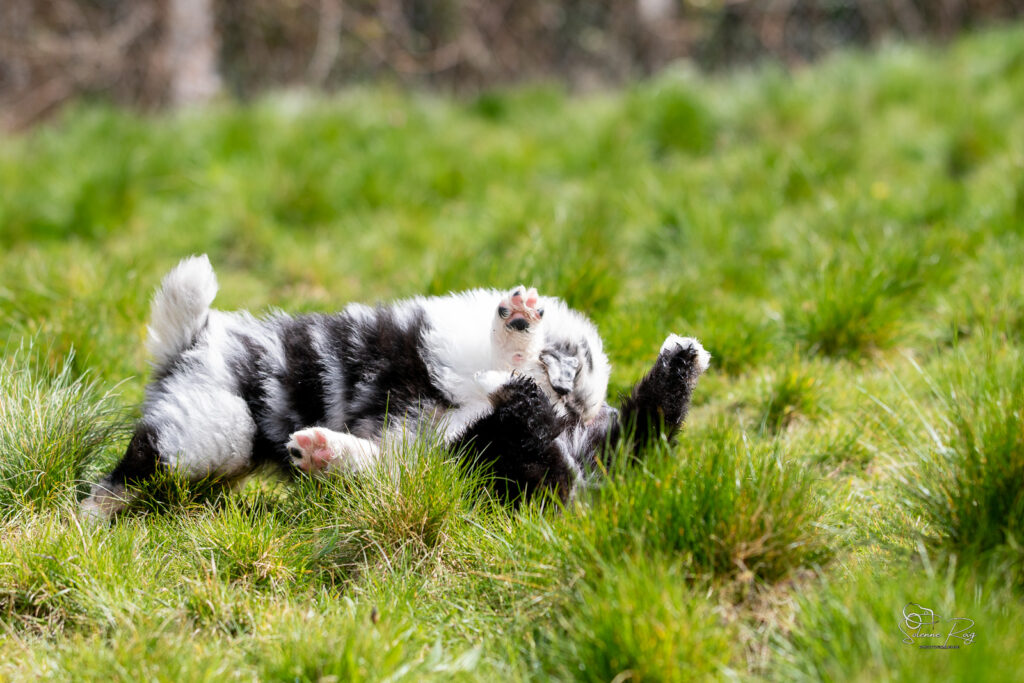 Chiots berger australien qui jouent &agrave; l'ext&eacute;rieur