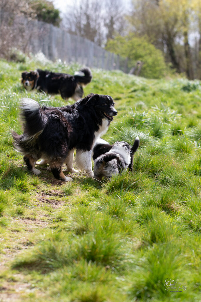 Maman berger australien heureuse de jouer &agrave; l'ext&eacute;rieur avec ses chiots