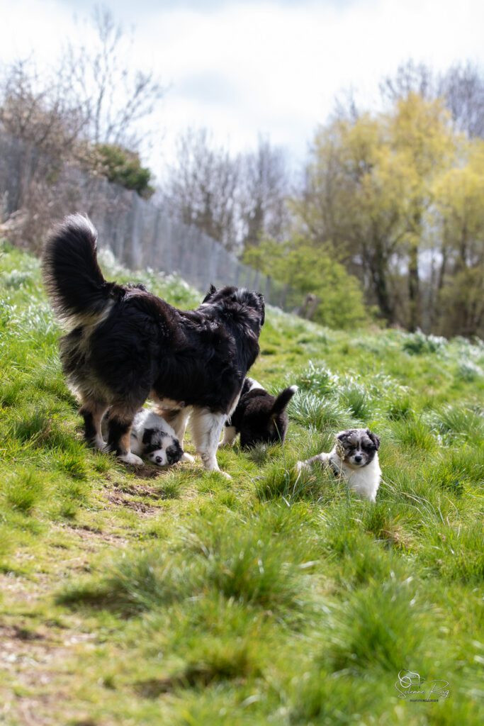 Maman berger australien heureuse de jouer &agrave; l'ext&eacute;rieur avec ses chiots