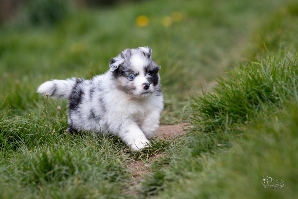Chiot berger australien bleu merle 5,5 semaines