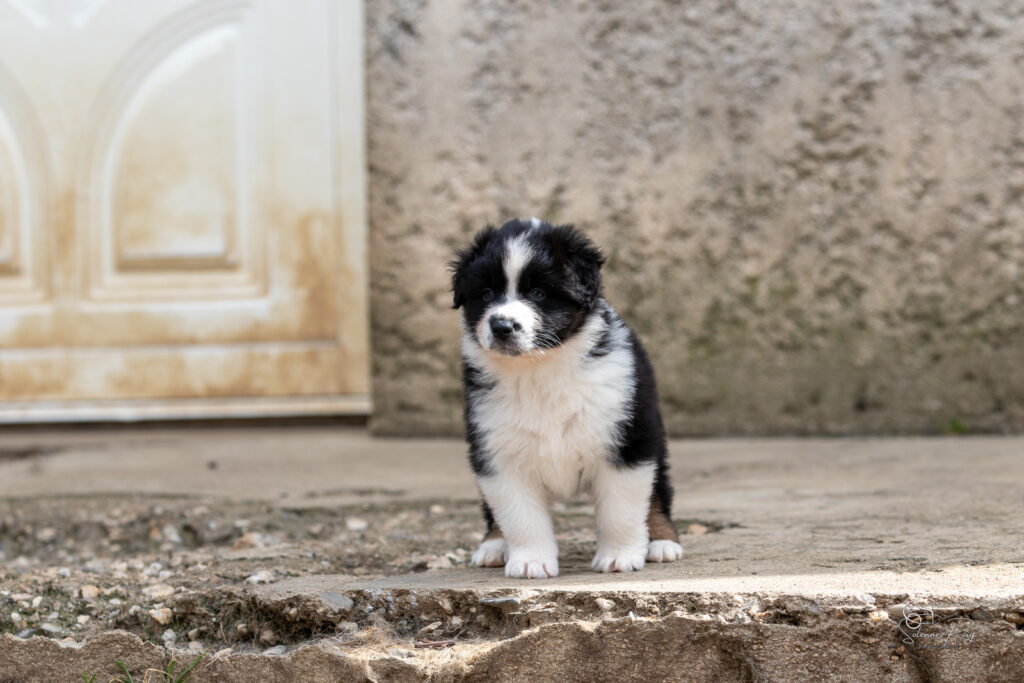 Chiot berger australien noir tricolore 5,5 semaines