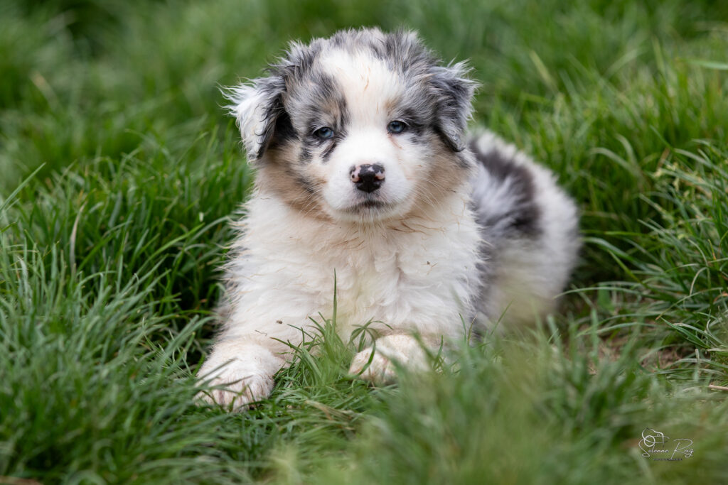 Chiot berger australien bleu merle 5,5 semaines