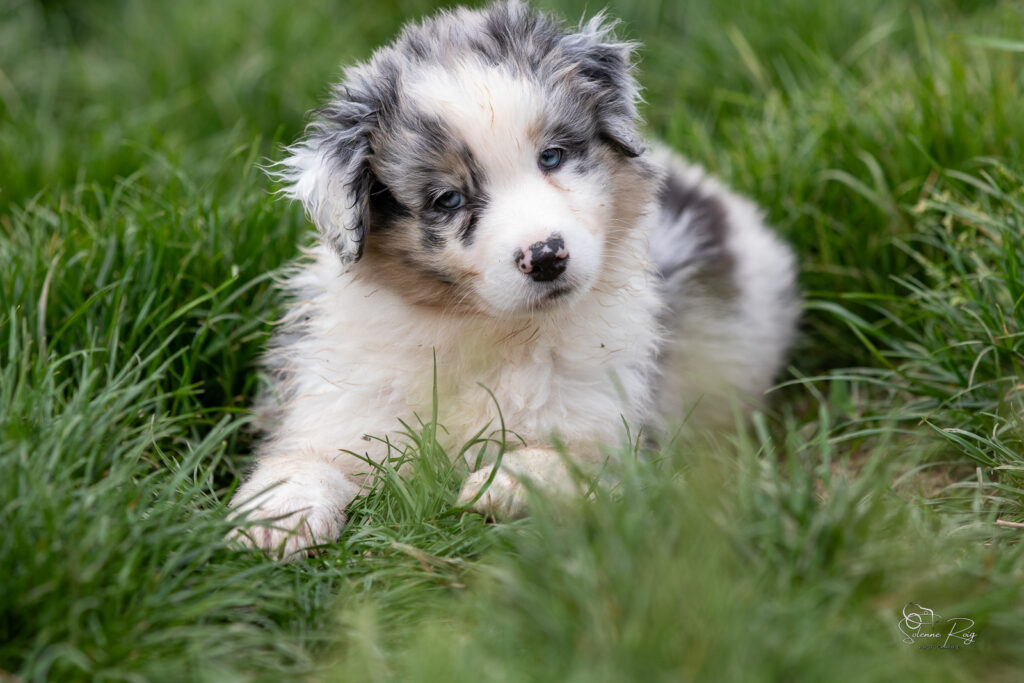 Chiot berger australien bleu merle 5,5 semaines