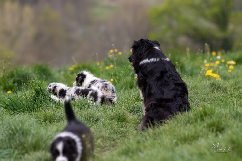 Maman berger australien heureuse de jouer &agrave; l'ext&eacute;rieur avec ses chiots
