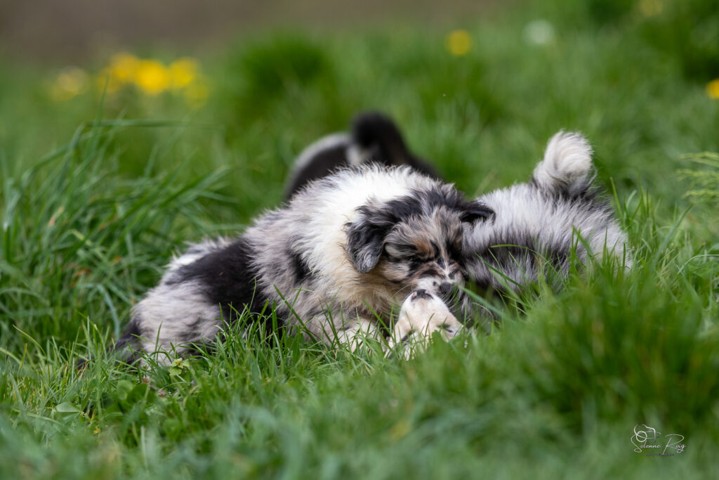 Chiot berger australien bleu merle 5,5 semaines