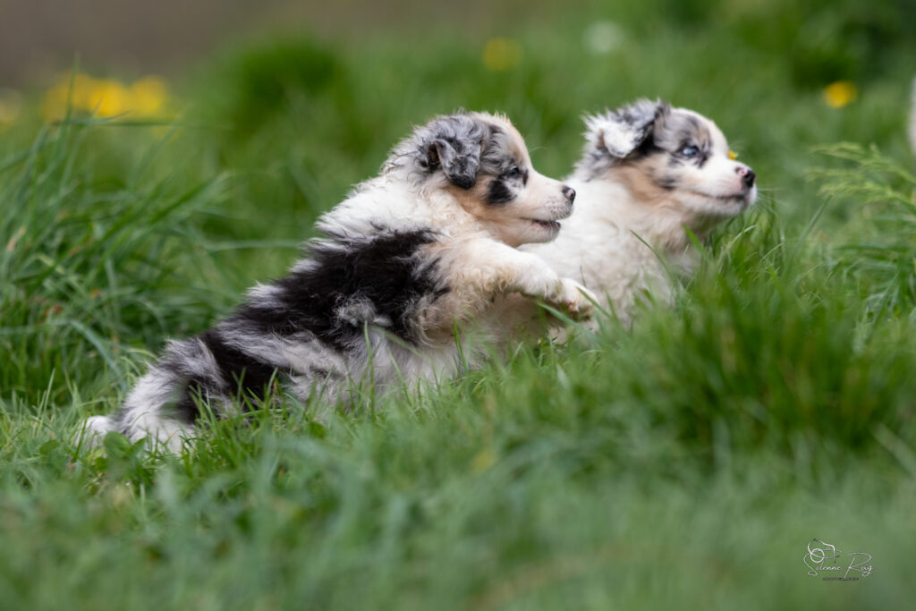 Chiot berger australien bleu merle 5,5 semaines