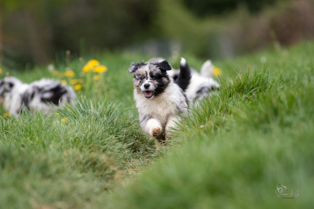 Chiot berger australien bleu merle 5,5 semaines