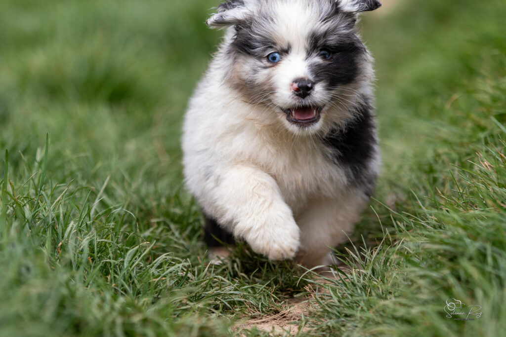 Chiot berger australien bleu merle 5,5 semaines