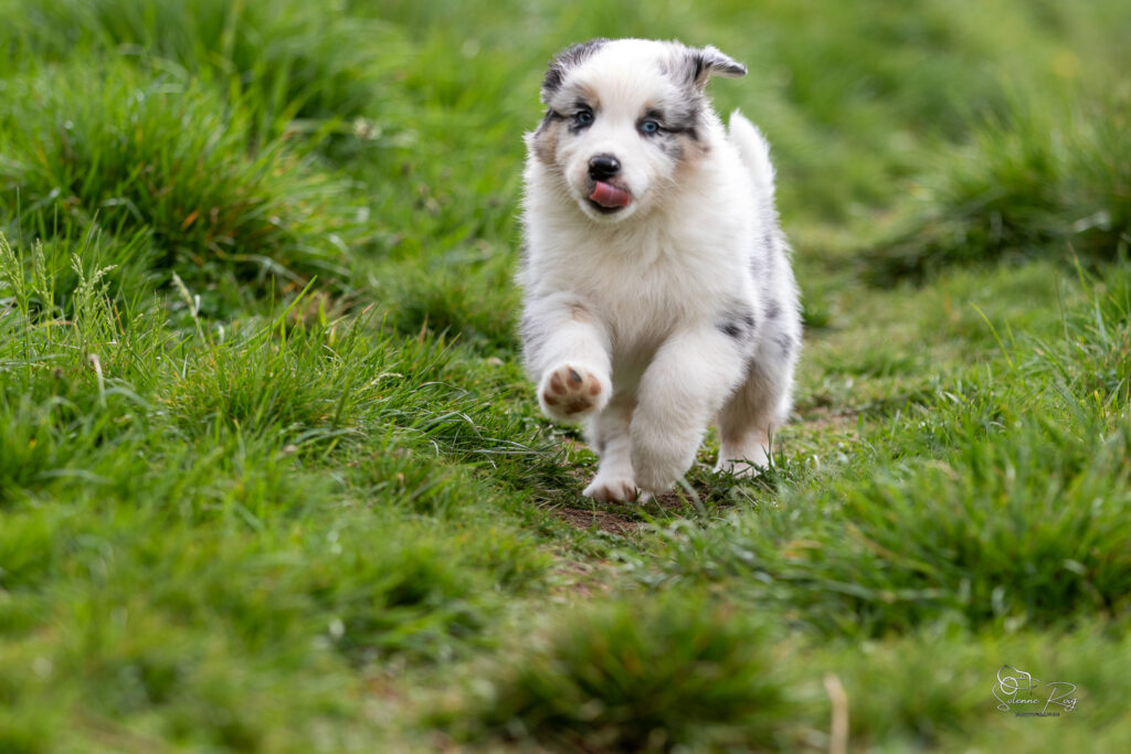 Chiot berger australien bleu merle 5,5 semaines