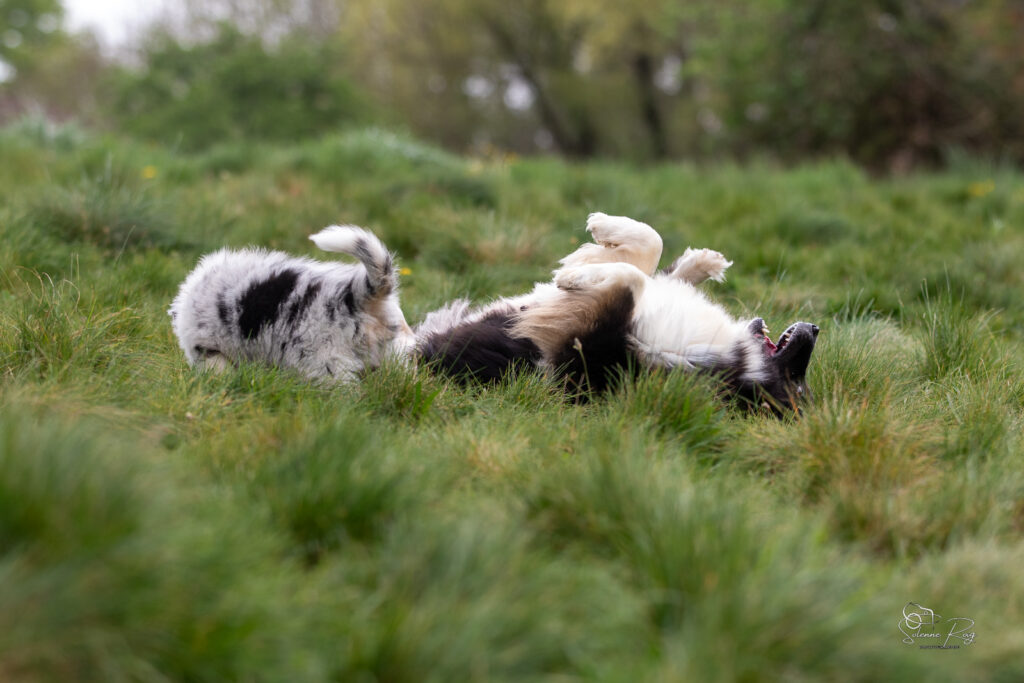 Maman berger australien heureuse de jouer &agrave; l'ext&eacute;rieur avec ses chiots
