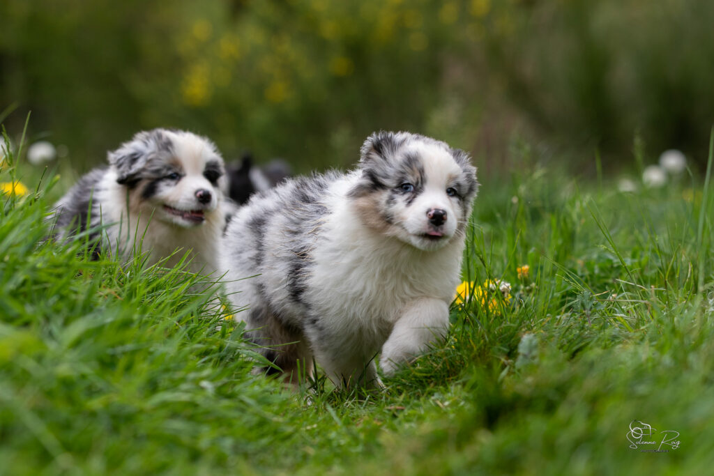 Chiot berger australien bleu merle 5,5 semaines