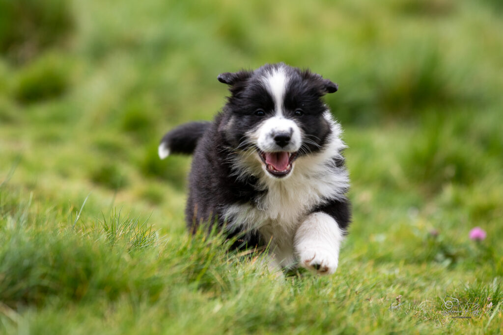 Chiot berger australien noir tricolore 5,5 semaines