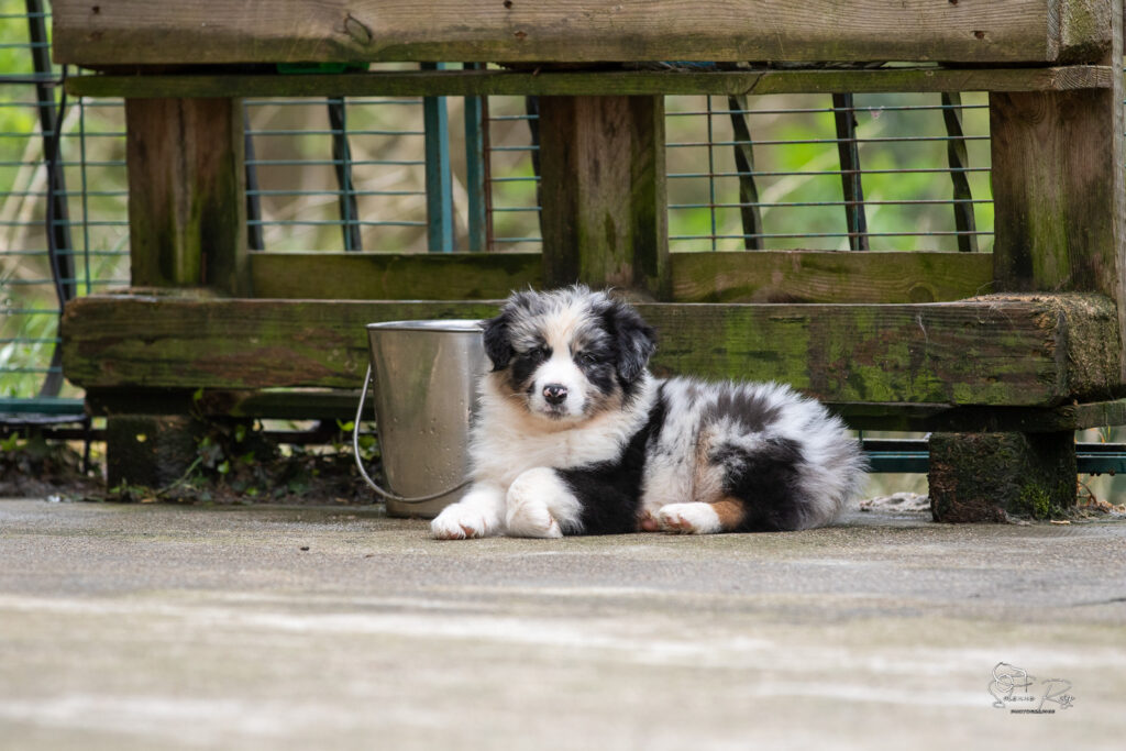 Chiot berger australien bleu merle 5,5 semaines