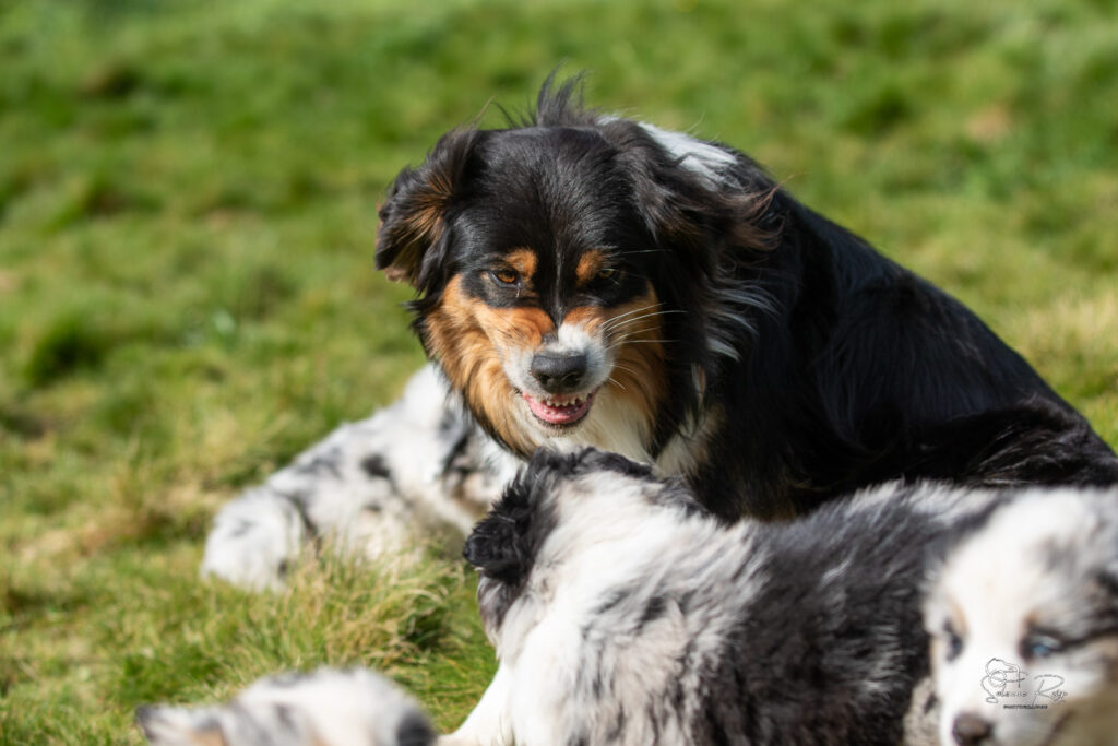 Adulte berger australien qui communique avec les chiots