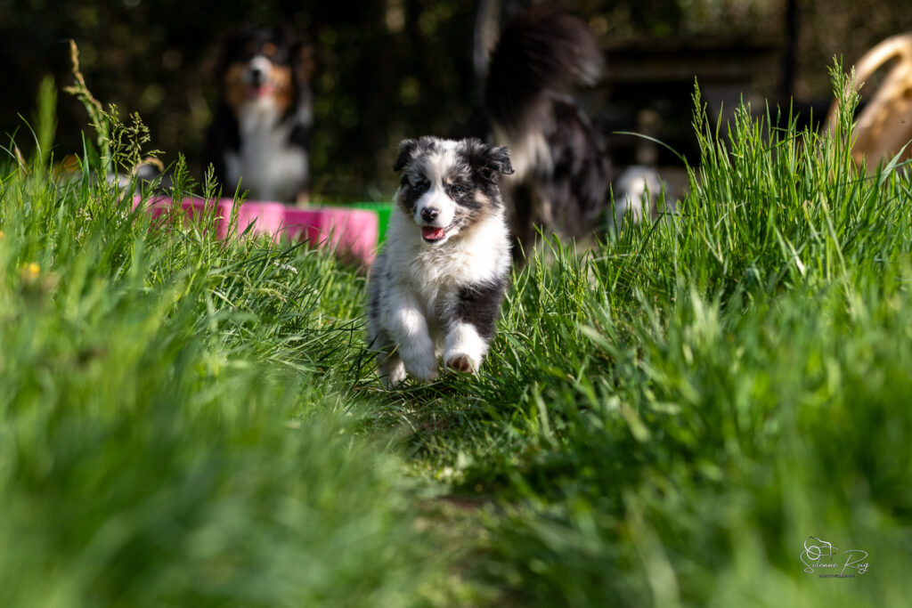 Chiot berger australien bleu merle 7 semaines