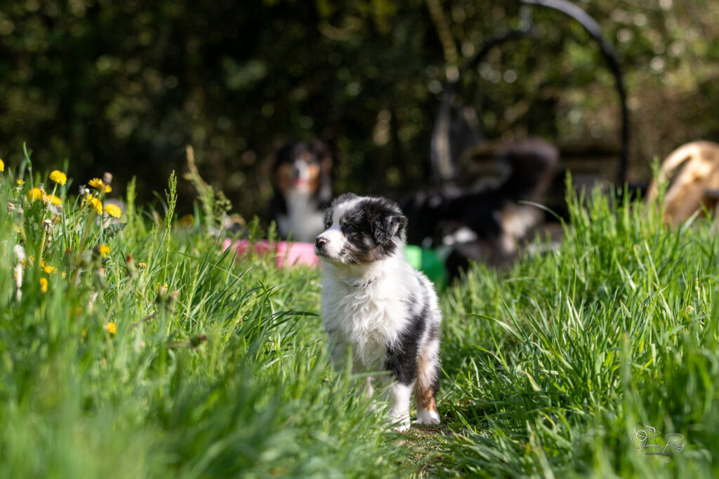 Chiot berger australien bleu merle 7 semaines
