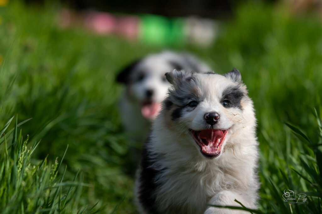 Chiot berger australien bleu merle 7 semaines