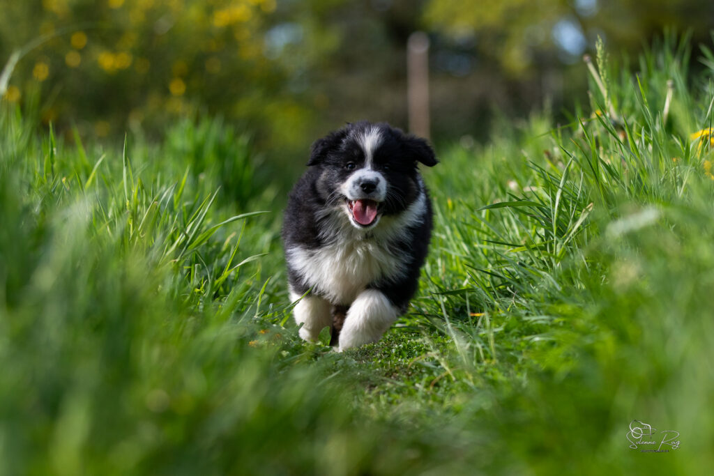 Chiot berger australien noir tricolore 7 semaines
