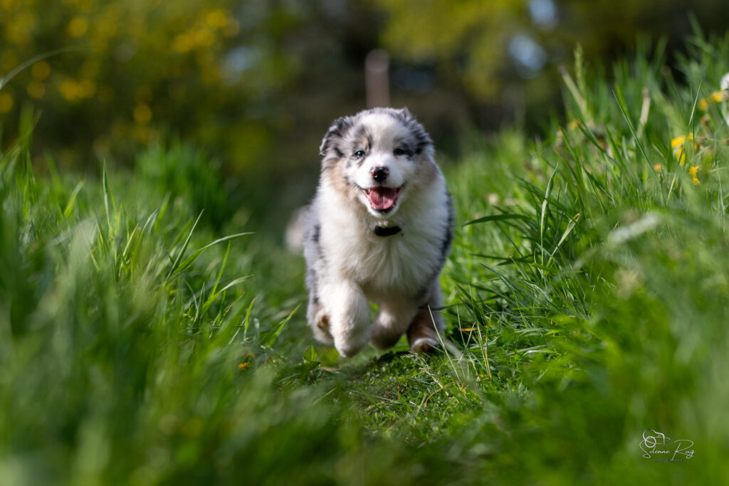 Chiot berger australien bleu merle 7 semaines