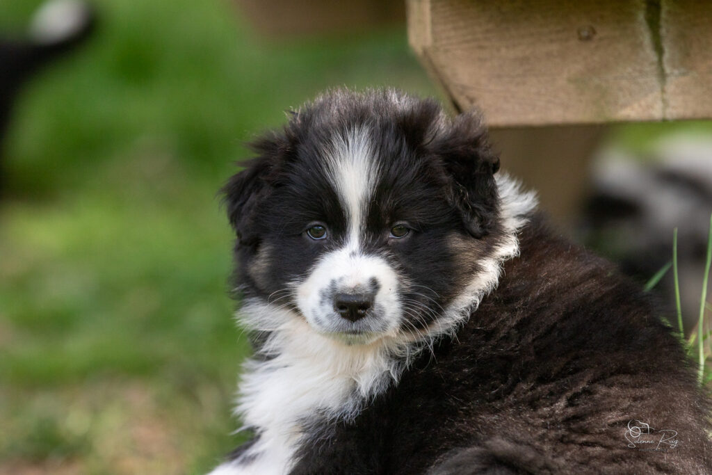 Chiot berger australien noir tricolore 7 semaines