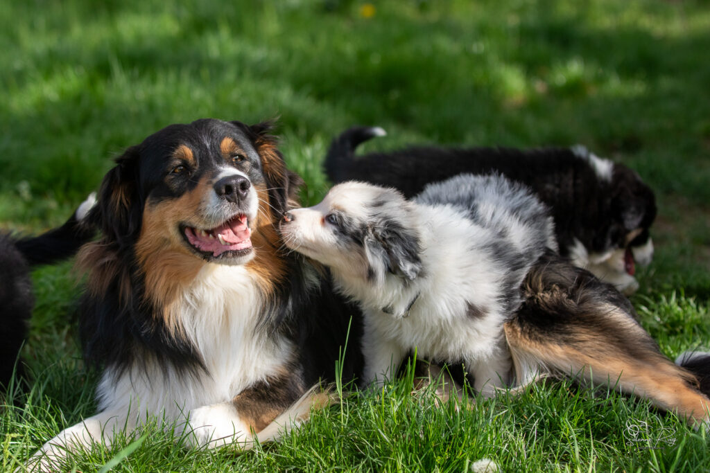 Adulte berger australien qui communique avec les chiots