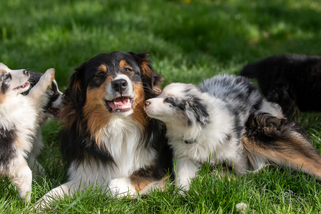 Adulte berger australien qui communique avec les chiots
