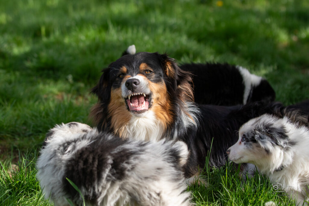 Adulte berger australien qui communique avec les chiots