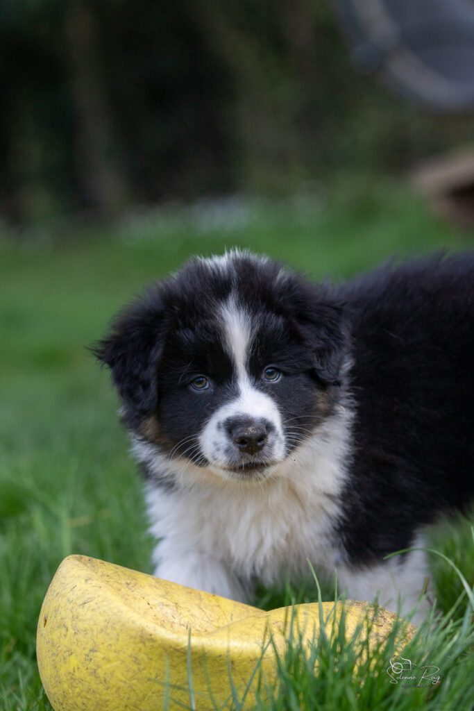 Chiot berger australien noir tricolore 7 semaines