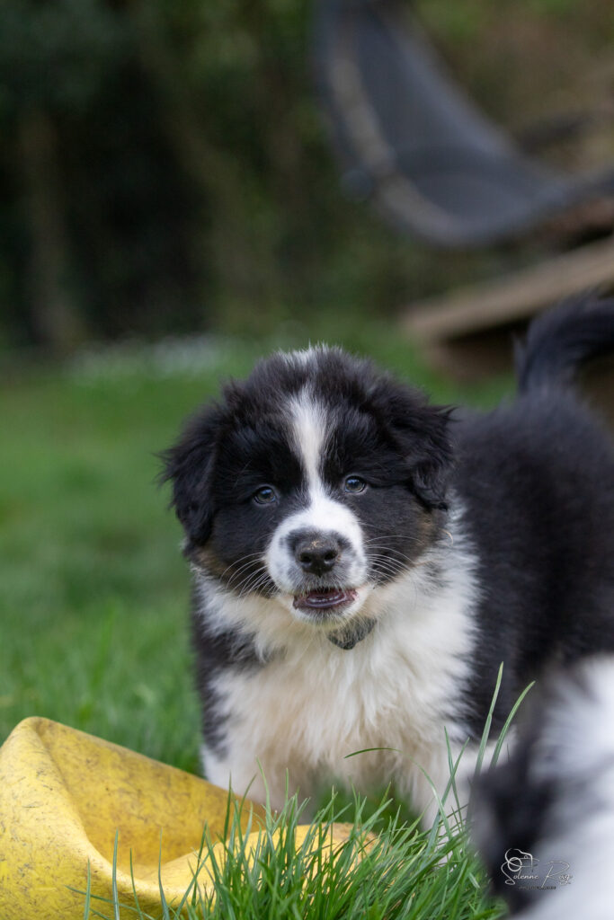Chiot berger australien noir tricolore 7 semaines