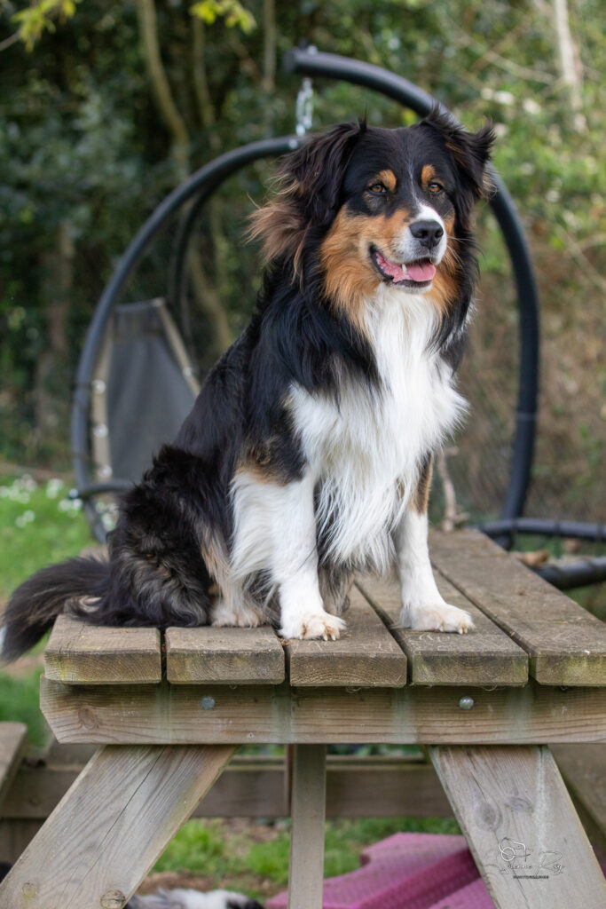 Berger australien noir tricolore 2.5 ans