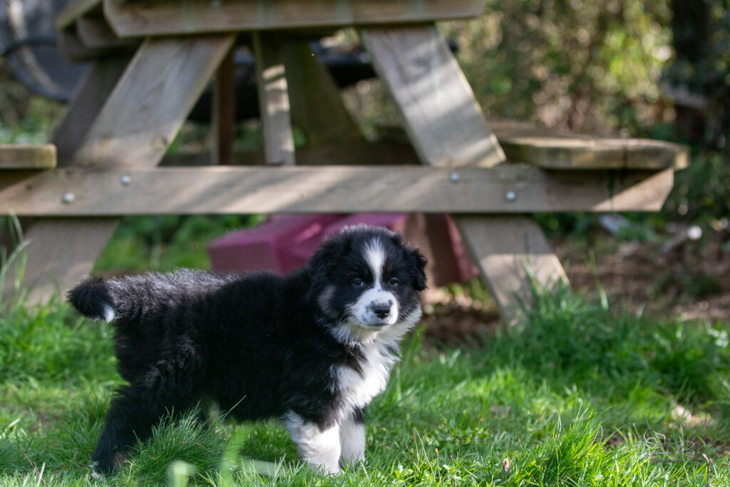 Chiot berger australien noir tricolore 7 semaines