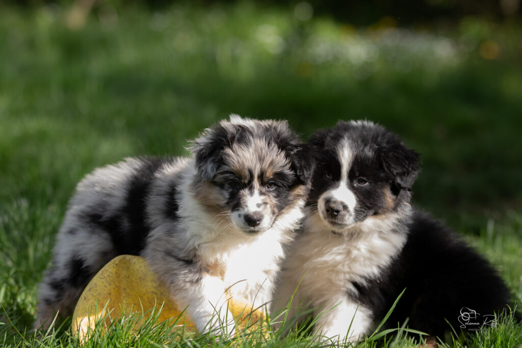 Chiot berger australien bleu merle et noir tricolore 7 semaines
