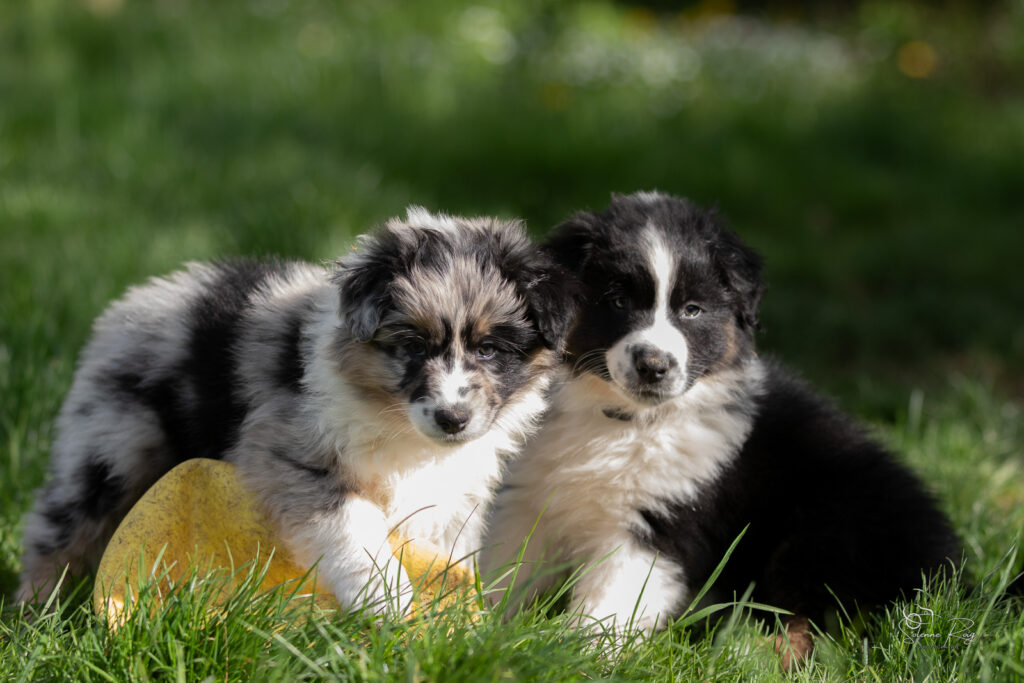 Chiot berger australien bleu merle et noir tricolore 7 semaines