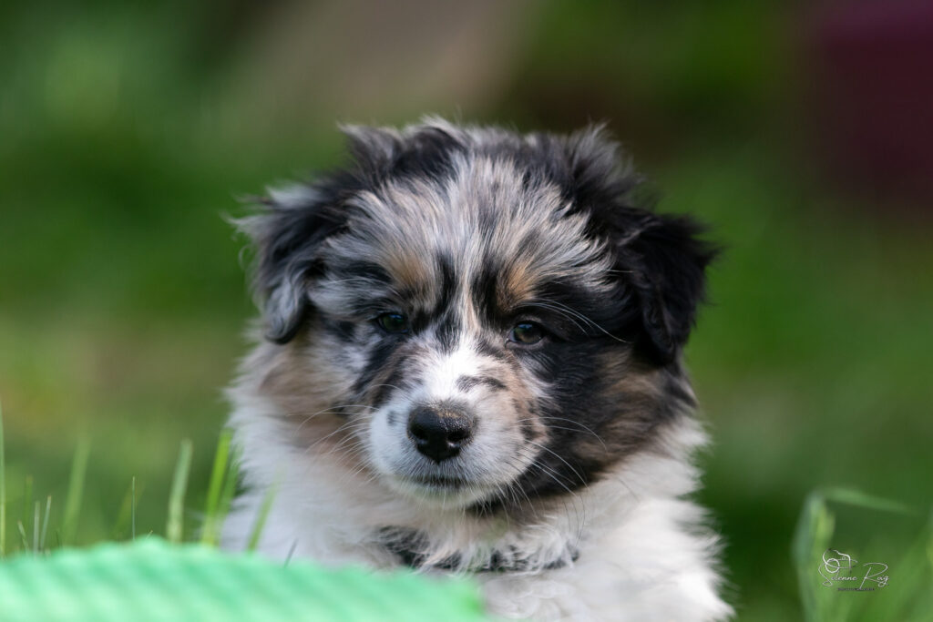 Chiot berger australien bleu merle 7 semaines