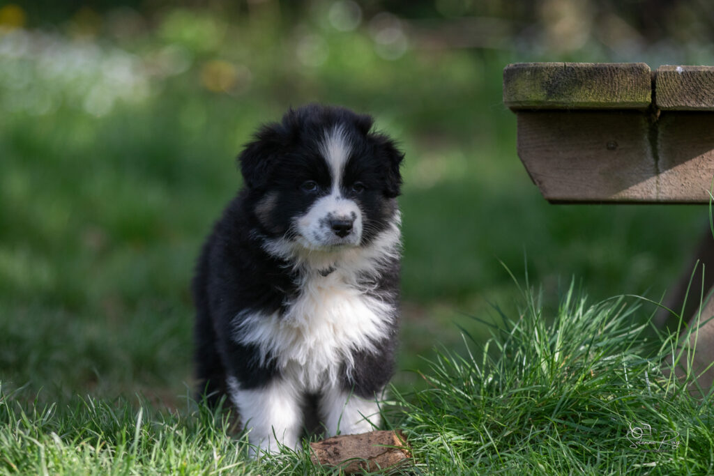 Chiot berger australien noir tricolore 7 semaines