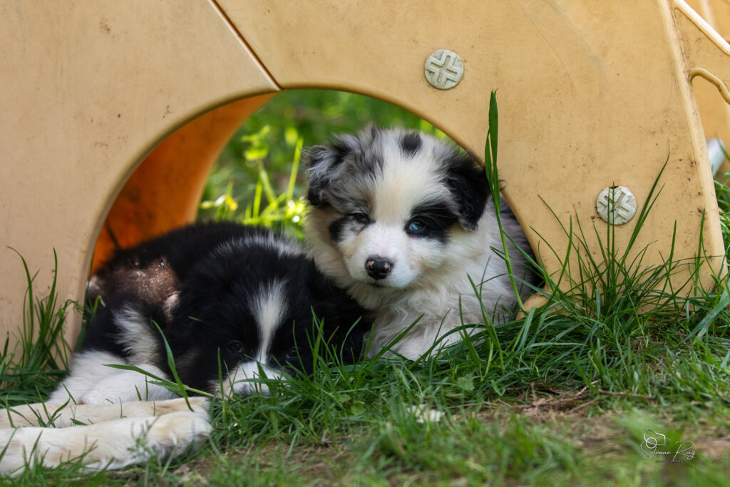Chiot berger australien bleu merle et noir tricolore 7 semaines