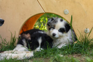 chiots berger australien 7 semaines
