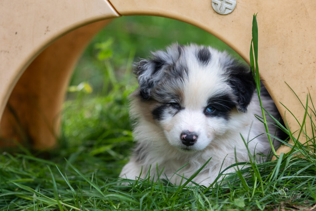 Chiot berger australien bleu merle 7 semaines
