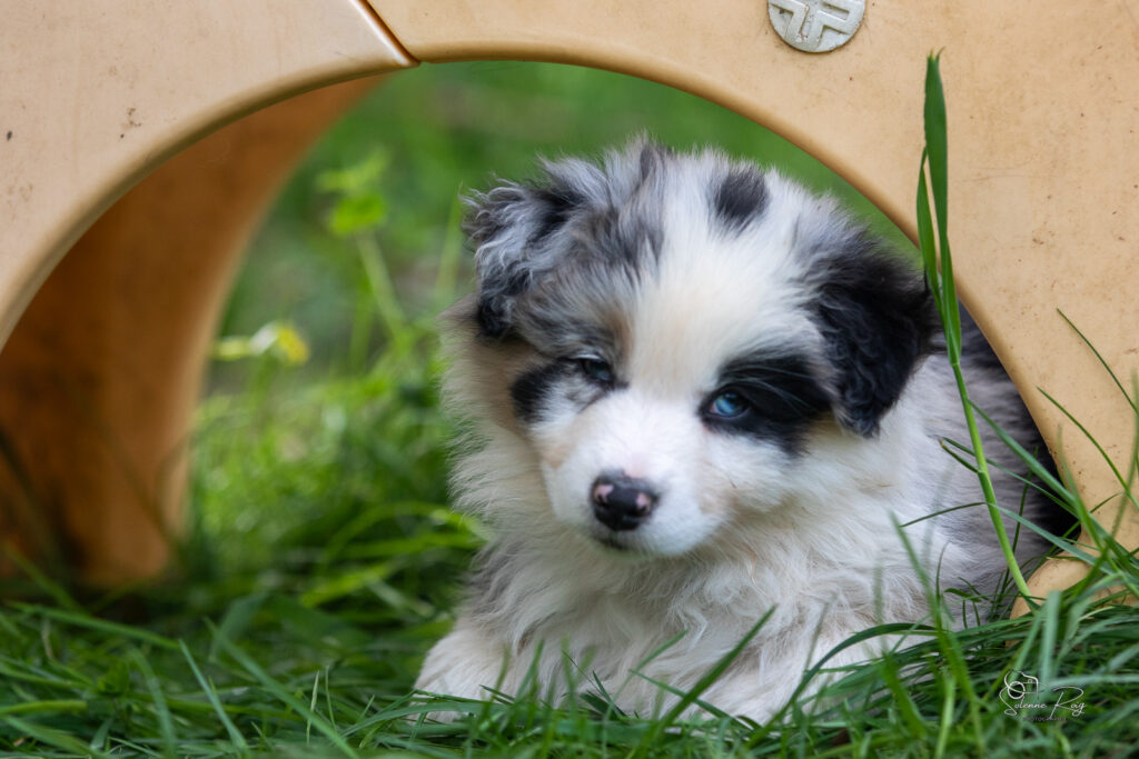Chiot berger australien bleu merle 7 semaines