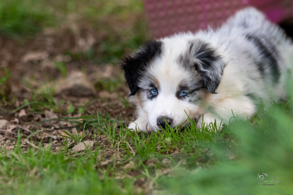 Chiot berger australien bleu merle 7 semaines
