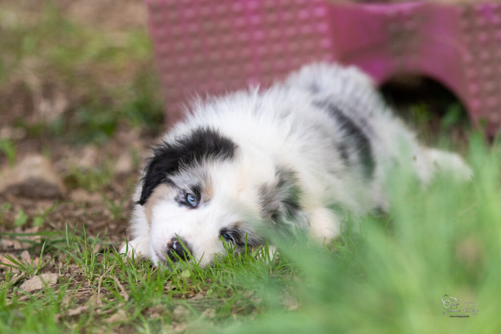 Chiot berger australien bleu merle 7 semaines