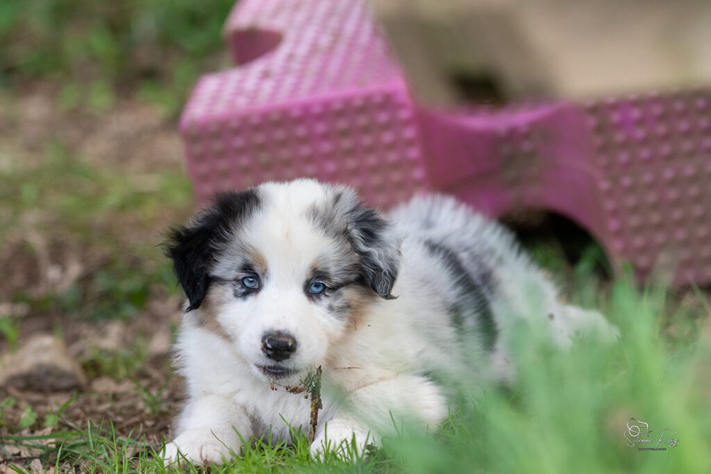 Chiot berger australien bleu merle 7 semaines