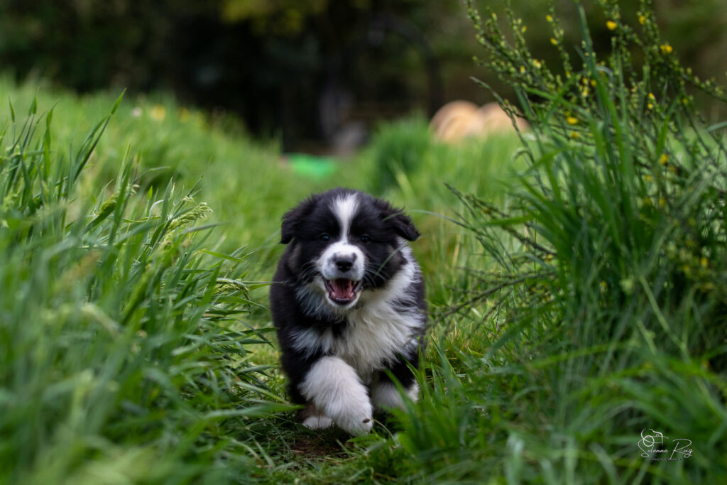 Chiot berger australien noir tricolore 7 semaines
