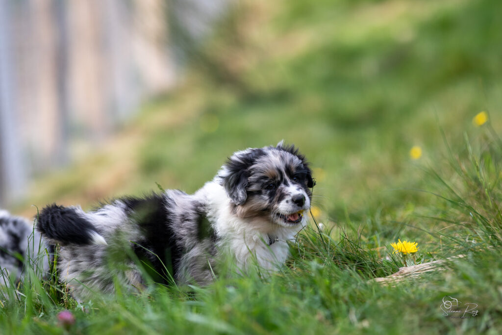 Chiot berger australien bleu merle 7 semaines