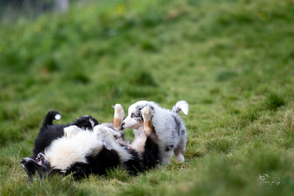 Maman berger australien heureuse de jouer &agrave; l'ext&eacute;rieur avec ses chiots