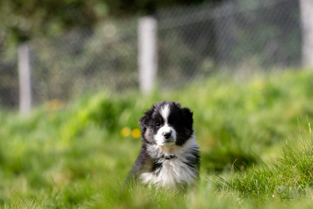 Chiot berger australien noir tricolore 7 semaines